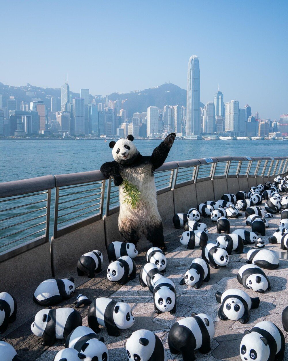 Panda Sculptures Hongkong
